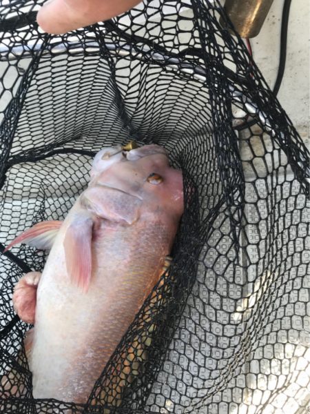 遊漁船メテオ 釣果