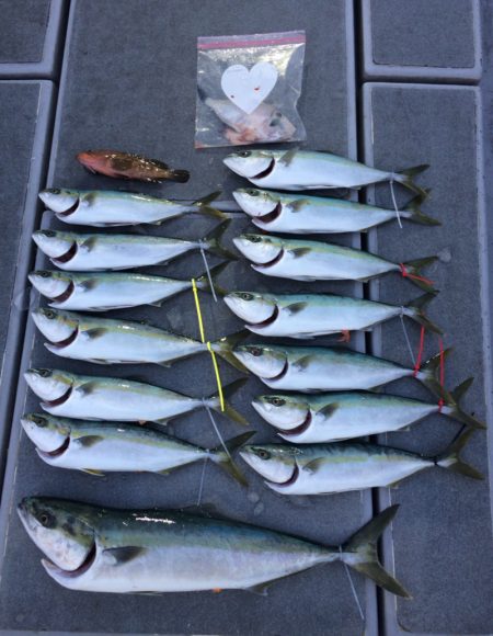 SeaRide(シーライド) 釣果