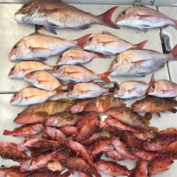 末広丸(熊本) 釣果