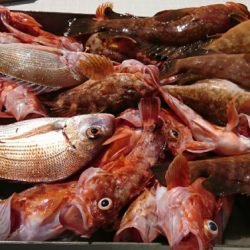 遊漁船 家入 釣果