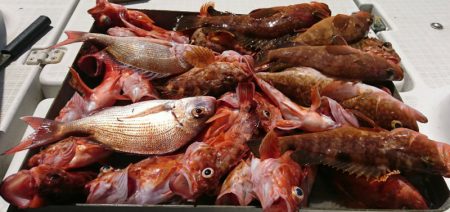 遊漁船　家入 釣果