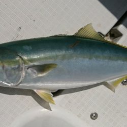 遊漁船 家入 釣果