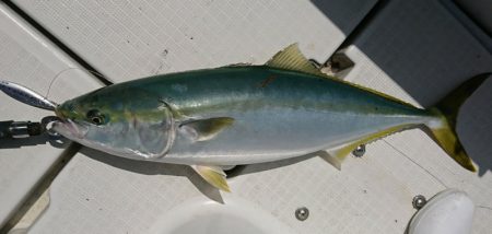 遊漁船　家入 釣果