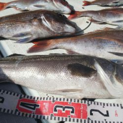 タイラバ遊漁船 ワンピース 釣果