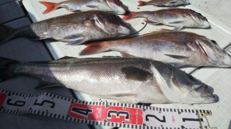 タイラバ遊漁船 ワンピース 釣果