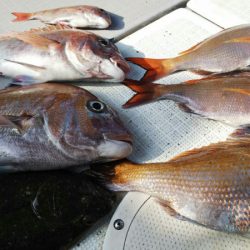 タイラバ遊漁船 ワンピース 釣果