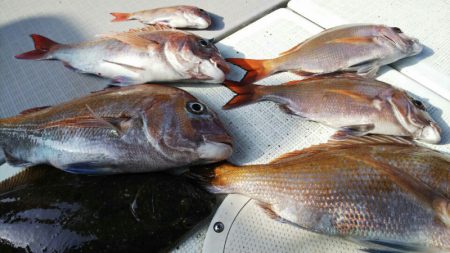 タイラバ遊漁船 ワンピース 釣果