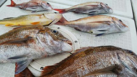 タイラバ遊漁船 ワンピース 釣果