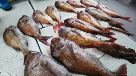 タイラバ遊漁船 ワンピース 釣果