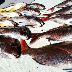 タイラバ遊漁船 ワンピース 釣果