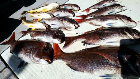 タイラバ遊漁船 ワンピース 釣果