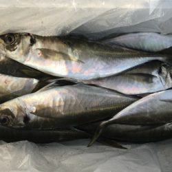 Soyamaru 釣果