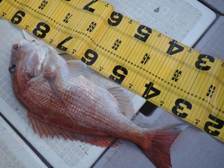 タイラバ遊漁船 ワンピース 釣果