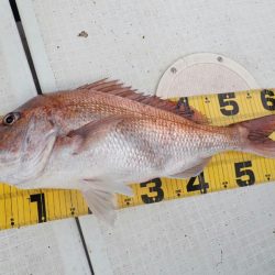 タイラバ遊漁船 ワンピース 釣果