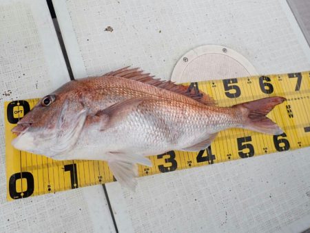 タイラバ遊漁船 ワンピース 釣果