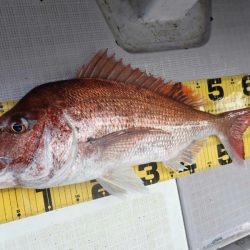 タイラバ遊漁船 ワンピース 釣果