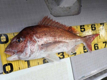 タイラバ遊漁船 ワンピース 釣果