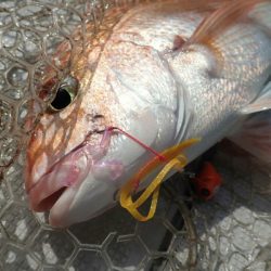 タイラバ遊漁船 ワンピース 釣果