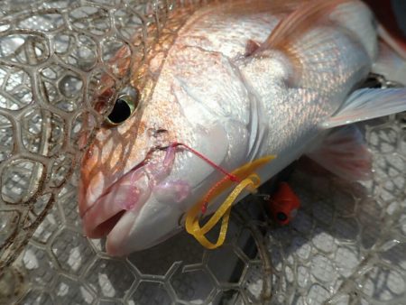 タイラバ遊漁船 ワンピース 釣果