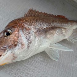 タイラバ遊漁船 ワンピース 釣果