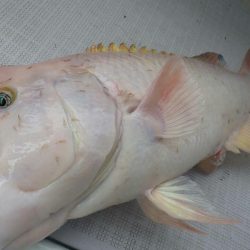 タイラバ遊漁船 ワンピース 釣果