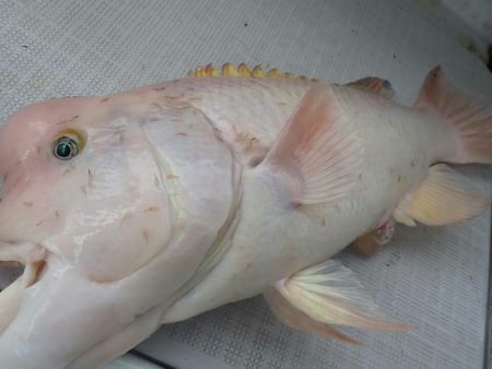 タイラバ遊漁船 ワンピース 釣果