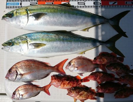 遊漁船 家入 釣果