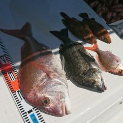 遊漁船 家入 釣果