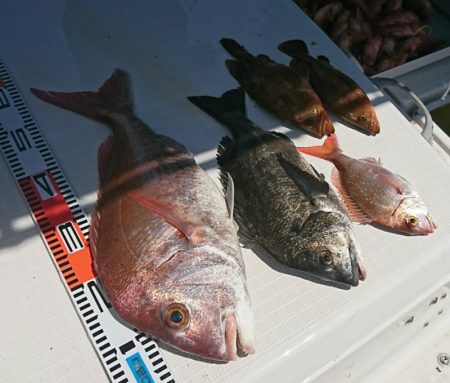 遊漁船 家入 釣果