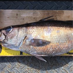 ＴＡＲＯＭＡＲＵ 釣果