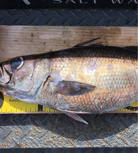 ＴＡＲＯＭＡＲＵ 釣果