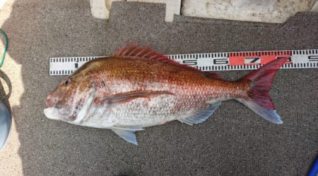 ARCADIAⅡ (アルカディアⅡ) 釣果