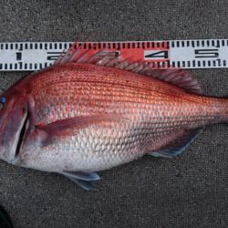 ARCADIAⅡ （アルカディアⅡ） 釣果