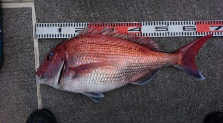 ARCADIAⅡ （アルカディアⅡ） 釣果