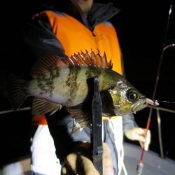 Chase（チェイス） 釣果