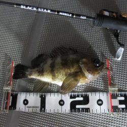 Chase（チェイス） 釣果