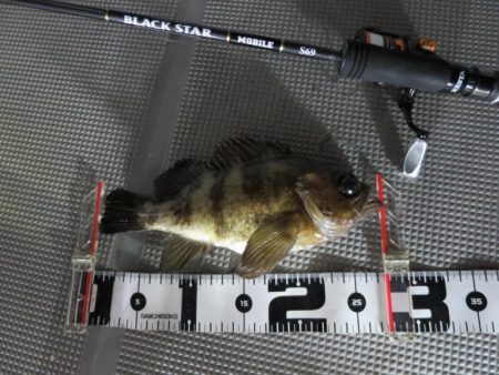 Chase（チェイス） 釣果