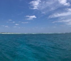 渡船屋たにぐち 釣果