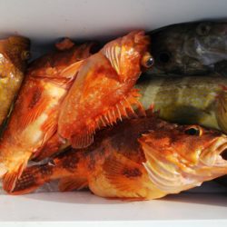 第二龍勢丸 釣果