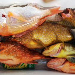 第二龍勢丸 釣果