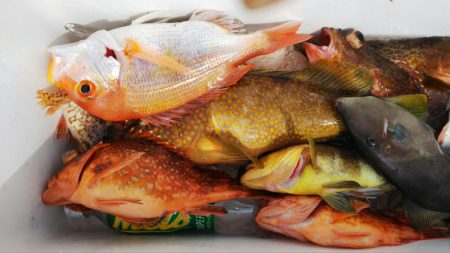 第二龍勢丸 釣果