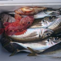 海龍丸（石川） 釣果