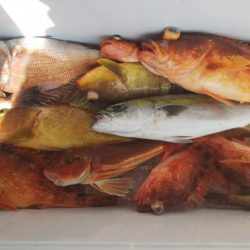 第二龍勢丸 釣果