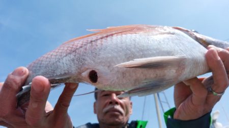 富士丸 釣果