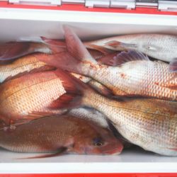 ブルドック 釣果