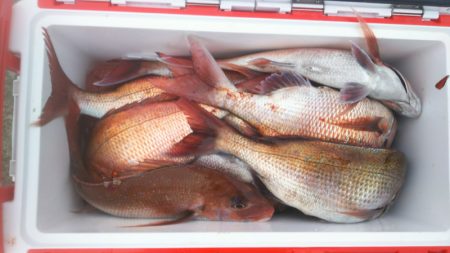 ブルドック 釣果