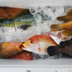 第二龍勢丸 釣果