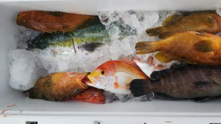 第二龍勢丸 釣果