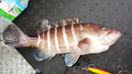 第二龍勢丸 釣果