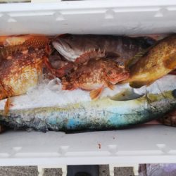 第二龍勢丸 釣果